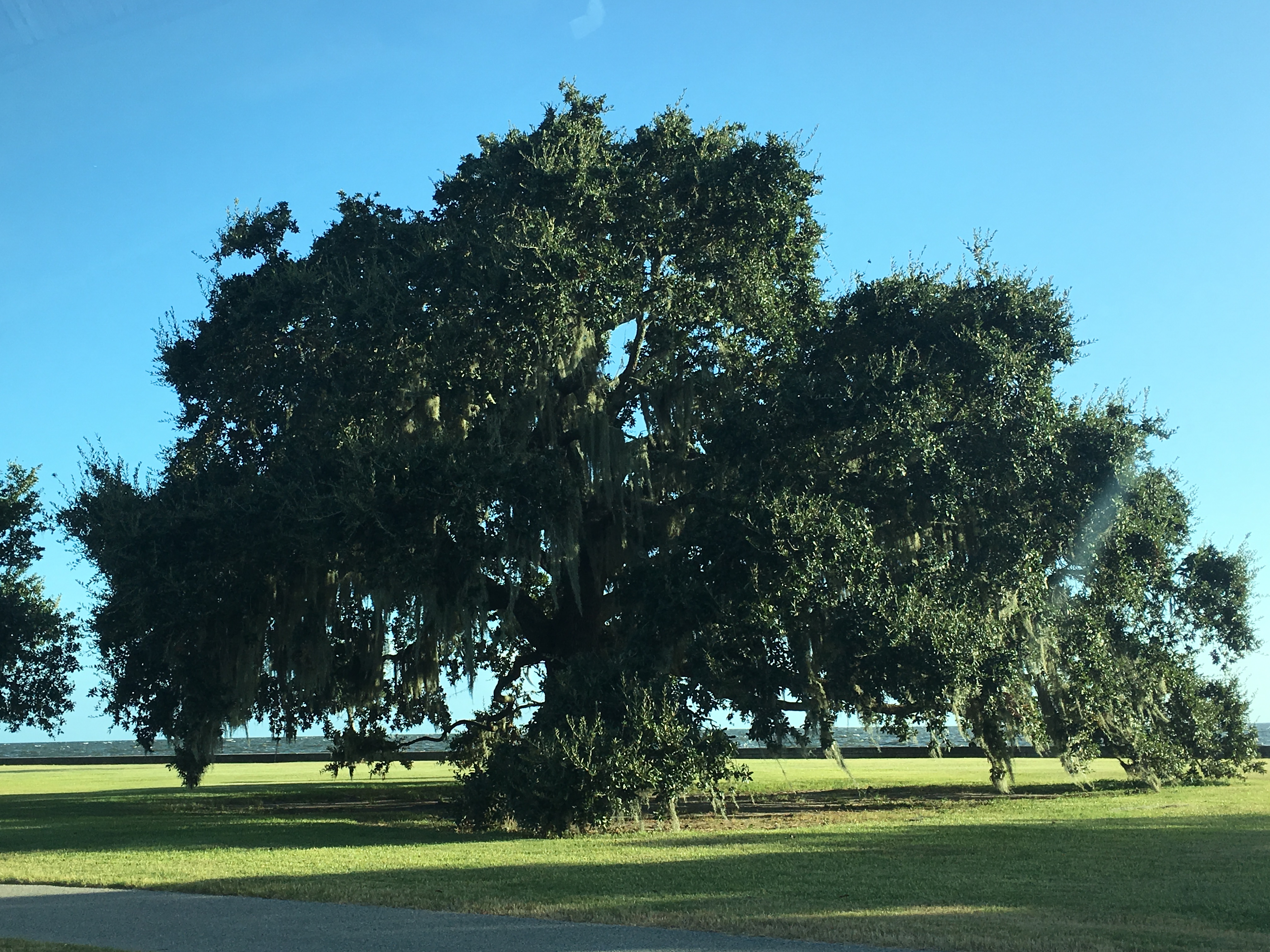 a full life oak trees
