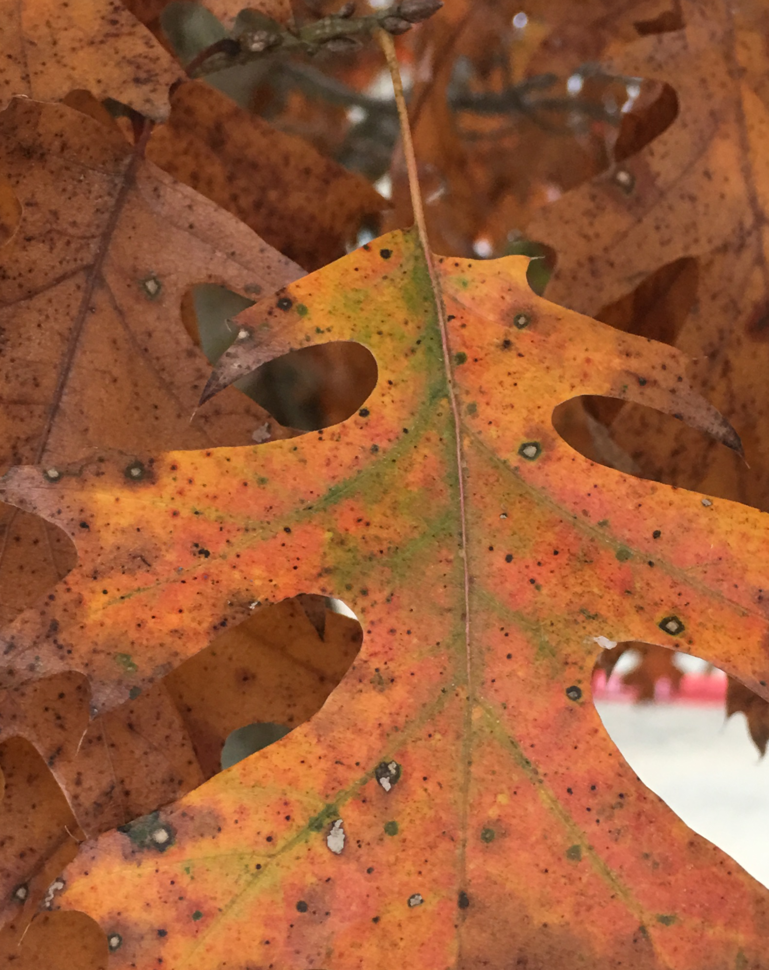 bur oak leaves turning color in autumn