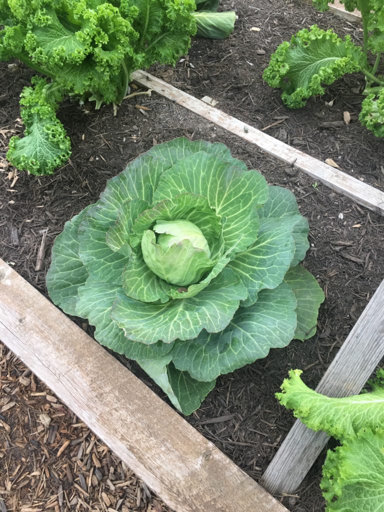 cabbage plant in raised bed at The Silos
