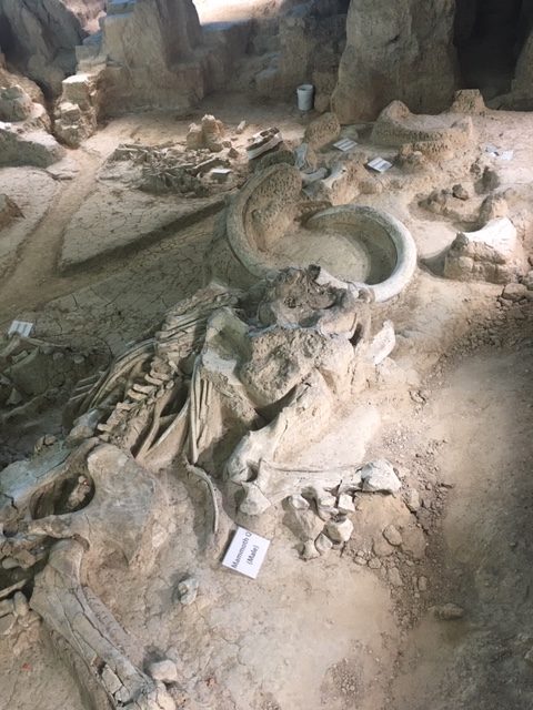 male mammoth skeleton with nursery herd waco