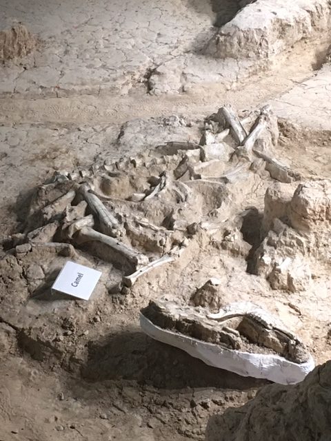 camel skeleton at mammoth site waco