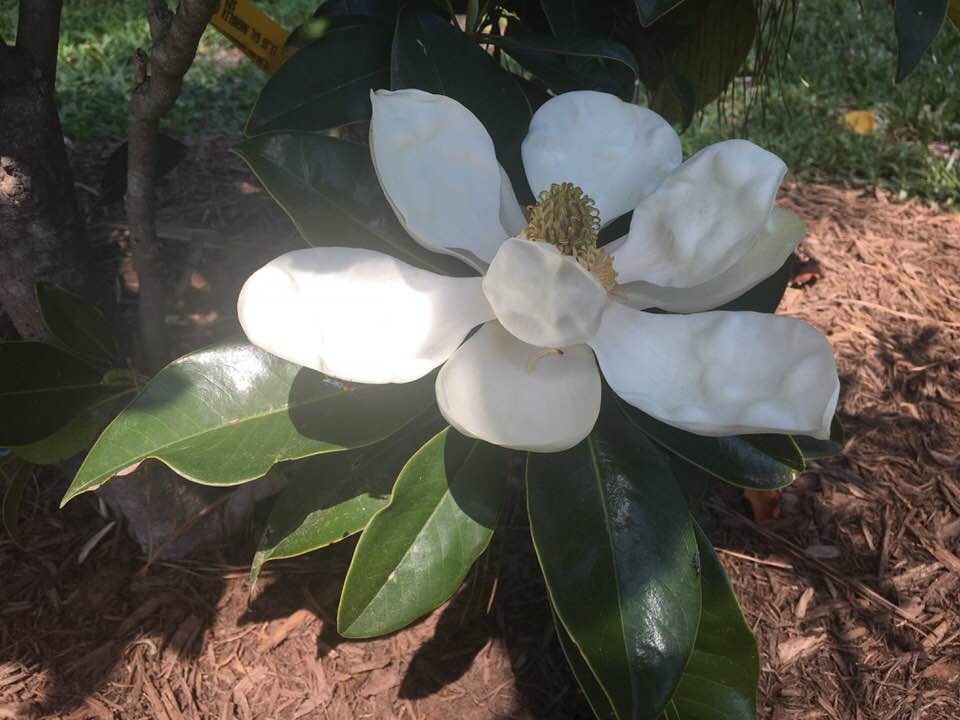 Southern magnolia grandiflora flower