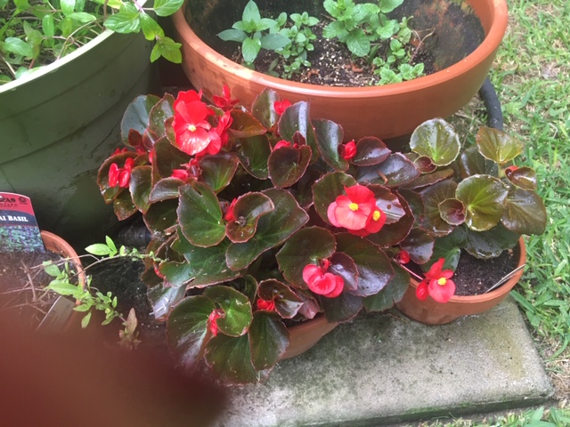 Potted begonias container garden on patio