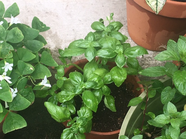 Basil growing in a pot on the patio as part of my container herb and vegetable garden