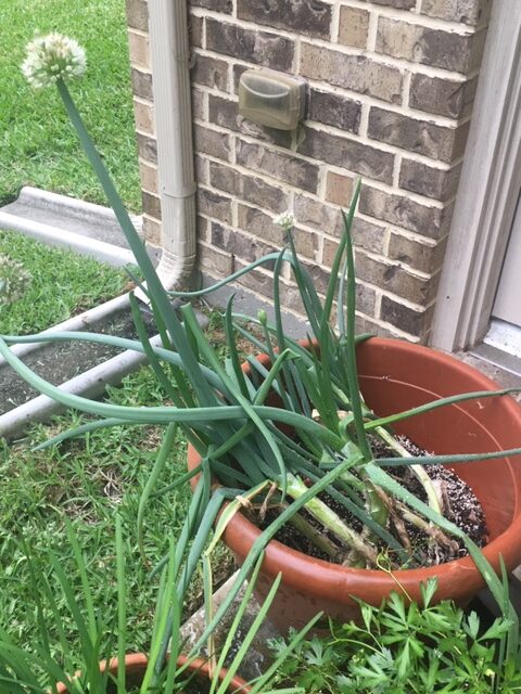 onion plants flowering in pot and grown from green onion bottoms