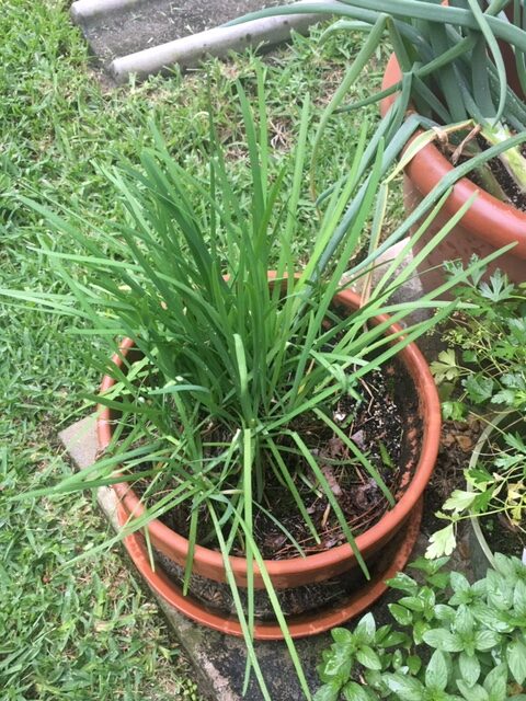 garlic chives container garden on patio in backyard