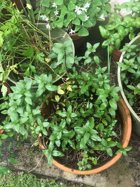 Container garden featuring mint parsley basil and oxalis