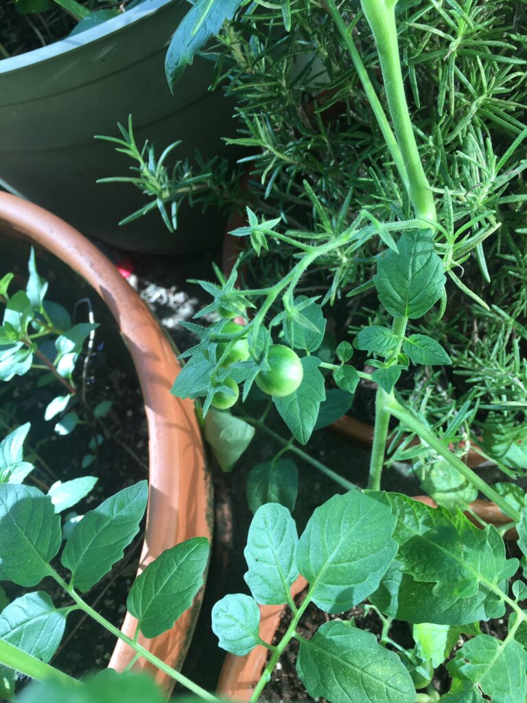 tomato plant setting fruit flowers