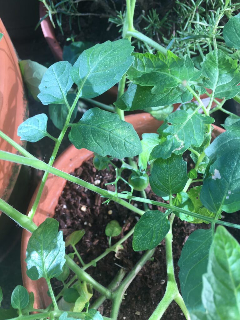 Tomato plant after planting