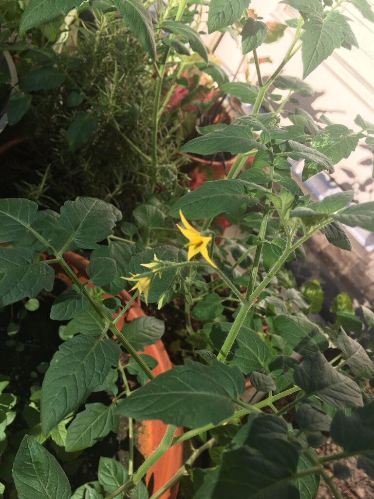 Tomato plant in flower