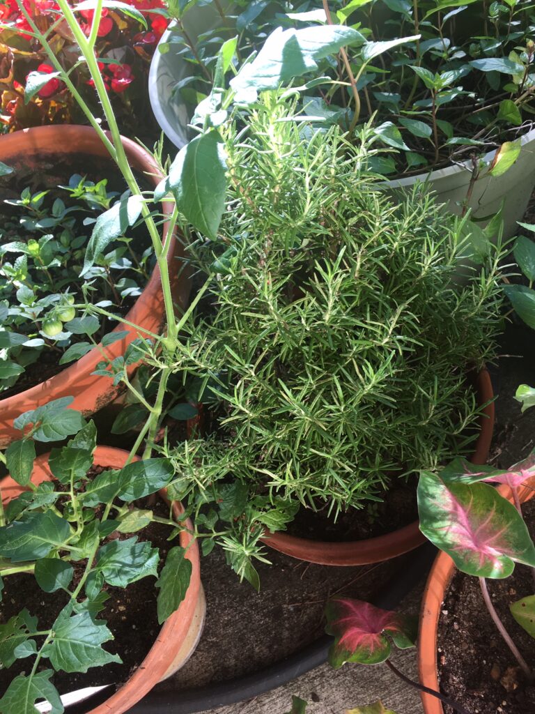 tomato plant after transplanting