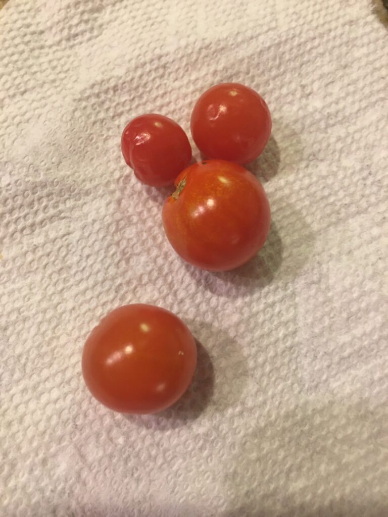 First cherry tomatoes grown on the patio