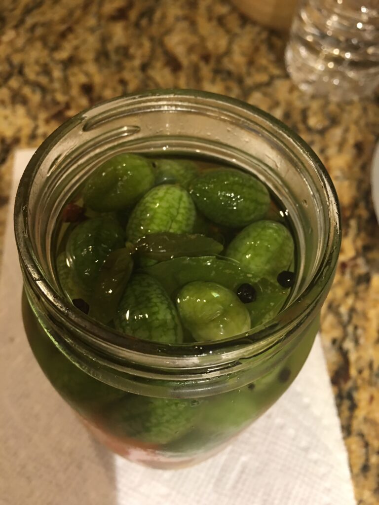 Making pickles with Mexican sour gherkins and sweet brine