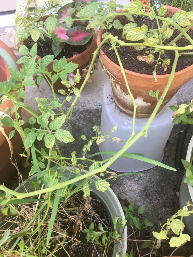 Tomato plant in pot recovering from wilt