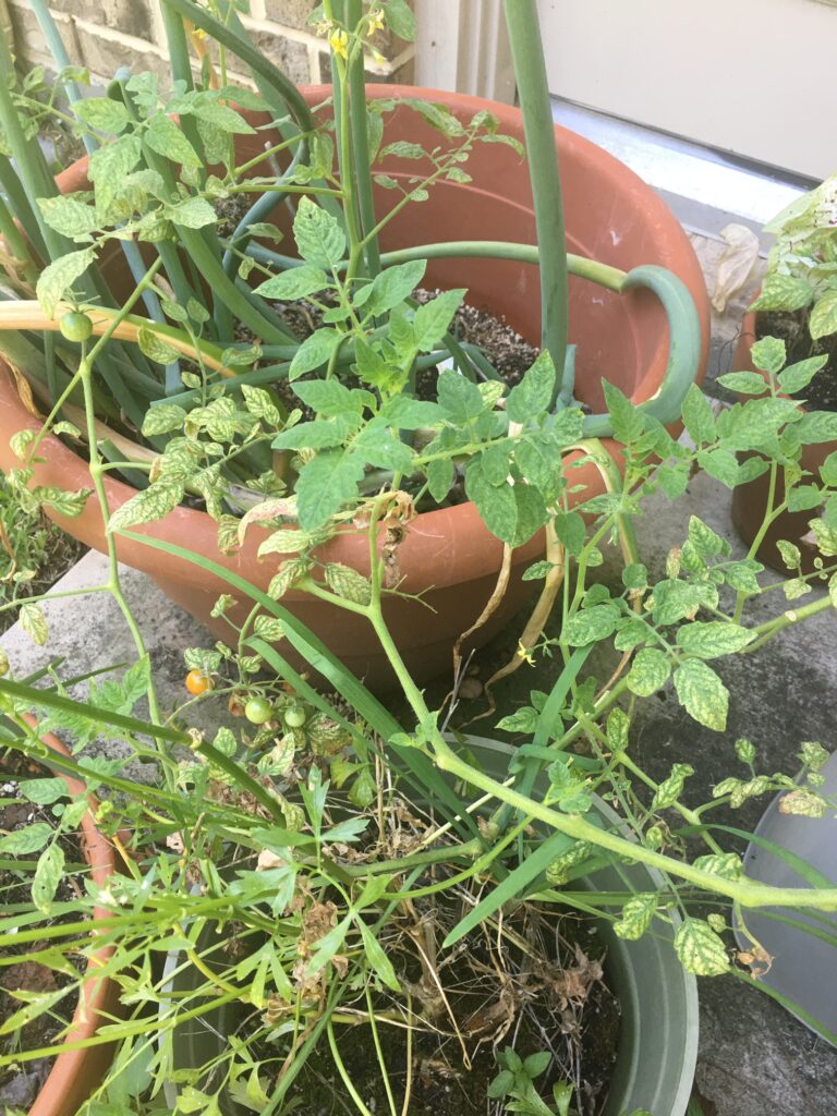 tomato plant in pot with wilt disease