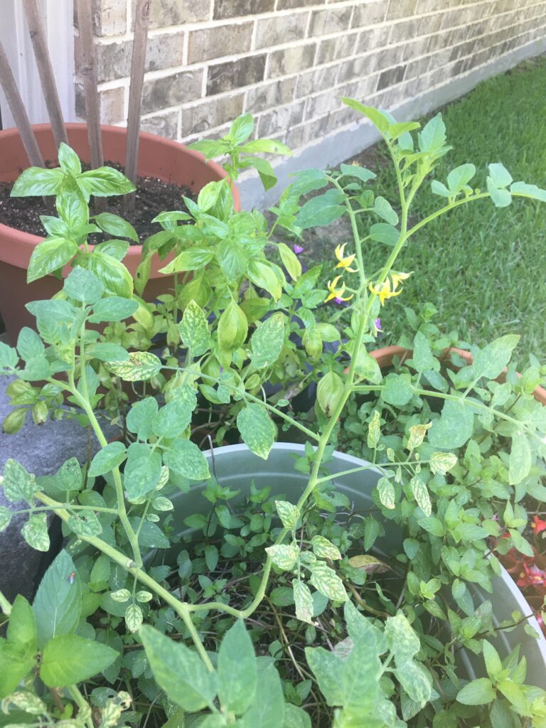 Tomato plant with problems wilt