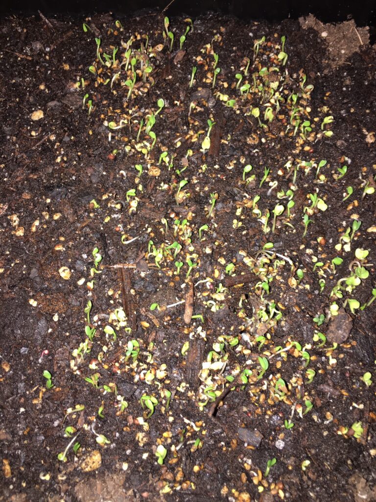 early sprouting mixed salad micro greens