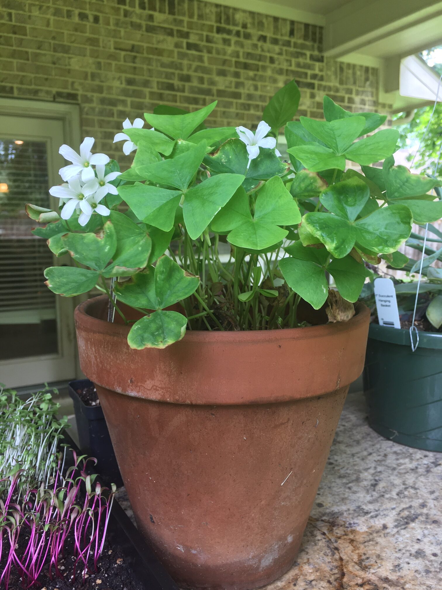 A pot of oxalis I've been nurturing all winter