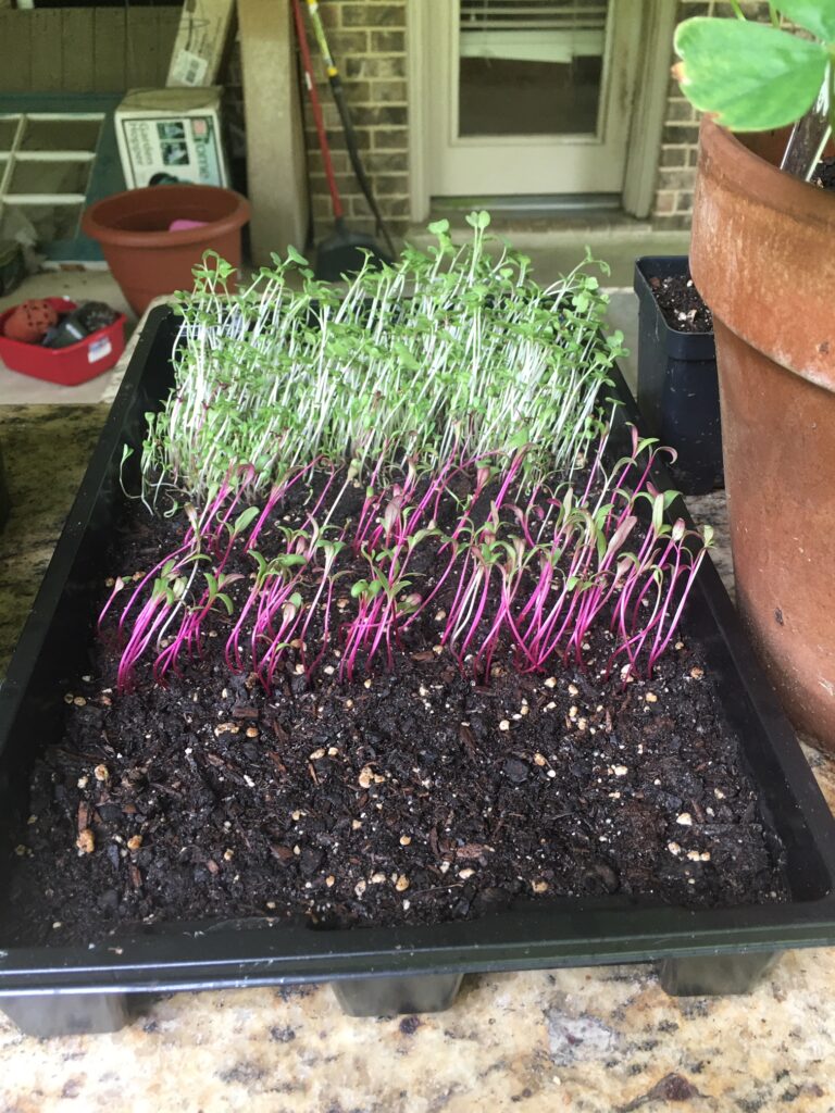 Micro Greens after 4 days