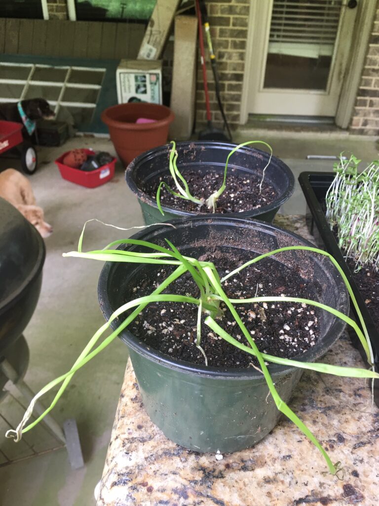 rooted onion bottoms planted in soil