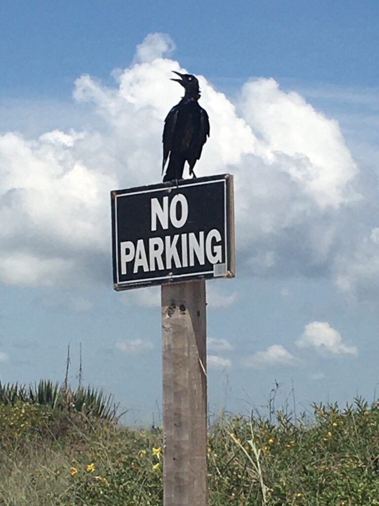 bird on sign at Sujrfside no parking on beach