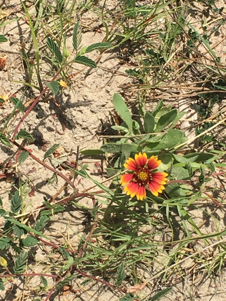 Wildflower on sand dune at Surfside Beach Texas, on the Gulf of Mexico