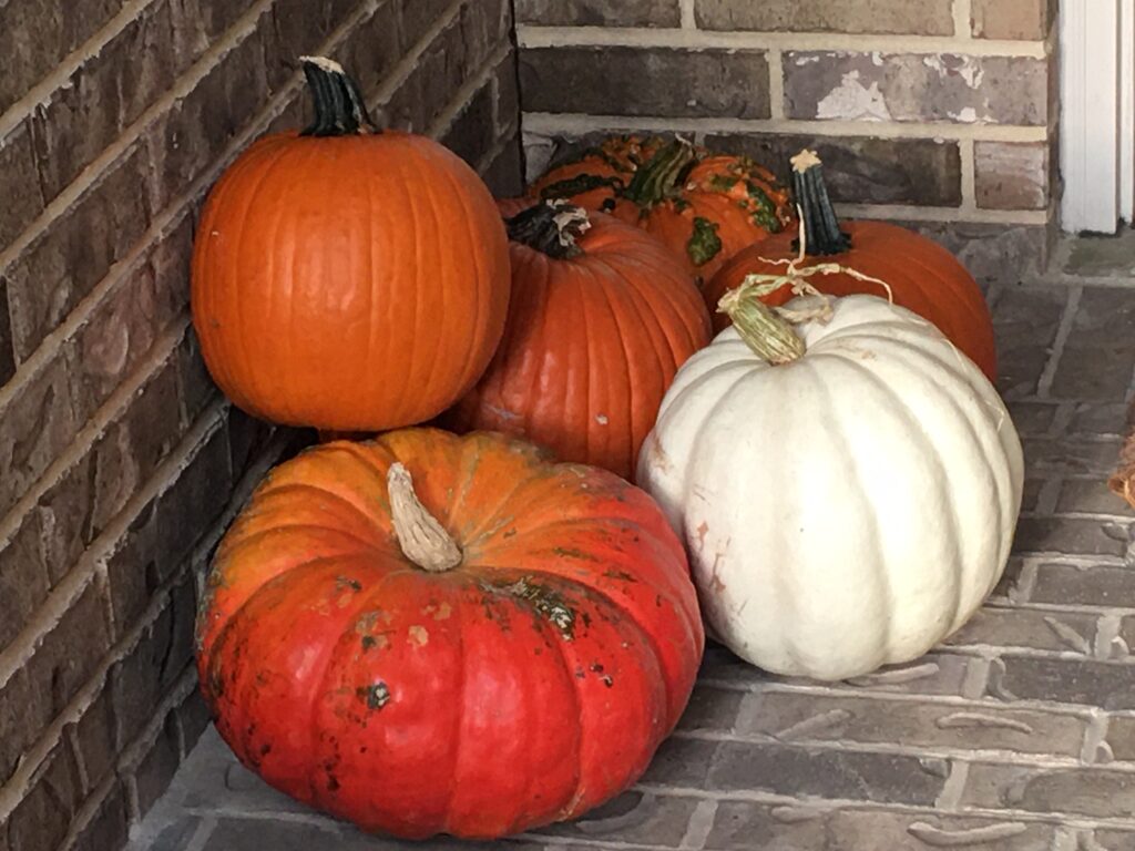 Pumpkins decorating is fun. Several varieties including ghost pumpkins