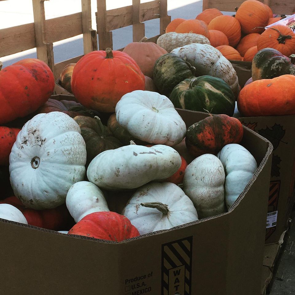 Assorted pumpkins in many colors for sale at neighborhood pumpkin patch